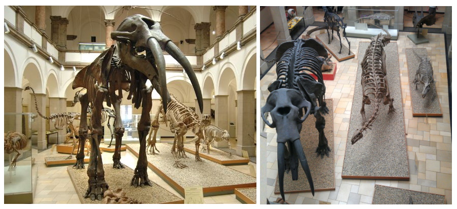 reconstruction of Lilienternus and Plateosaurus dinosaurs from exhibit of Natiral History Museum in Stuttgart