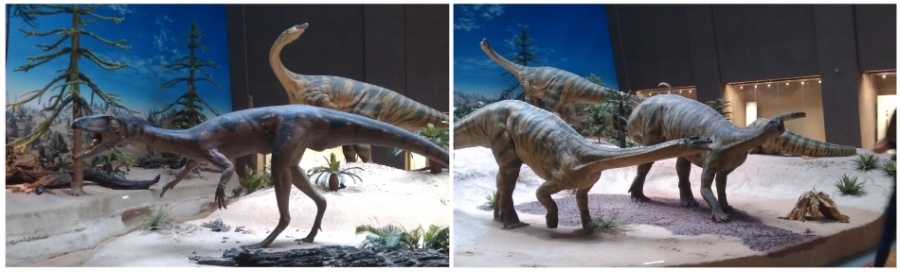 reconstruction of Lilienternus and Plateosaurus dinosaurs from exhibit of Natiral History Museum in Stuttgart