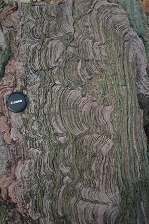 Stromatolites fossils in Glacier  National Park