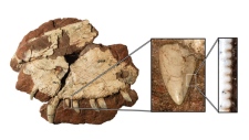 Fossils of Dimetrodon