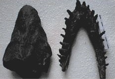 Skull of Vinialesaurus