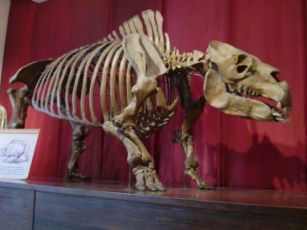 Skeleton of Toxodon in Buenos Aires