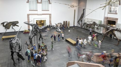 Diplodocus in the middle of Dinosaurs Hall in the  Natural History Senckenberg in Frankfurt am Main
