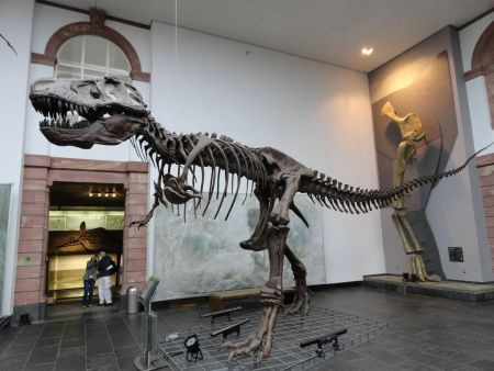 Tyrannosaurus on display in the  Natural History Senckenberg in Frankfurt am Main