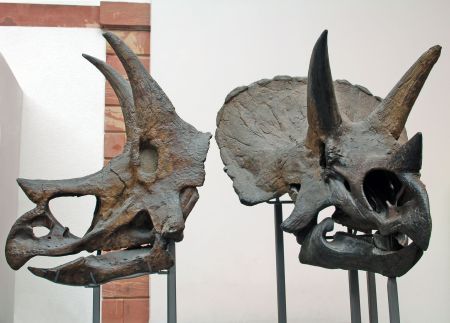 Triceratops skulls on display in the  Natural History Senckenberg in Frankfurt am Main