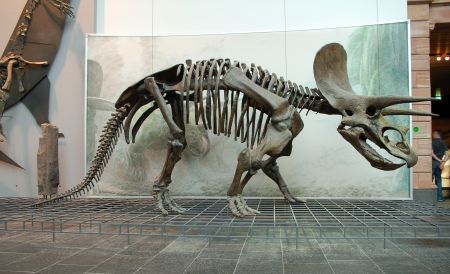 The cast of Triceratops skeleton on display in the  Natural History Senckenberg in Frankfurt am Main