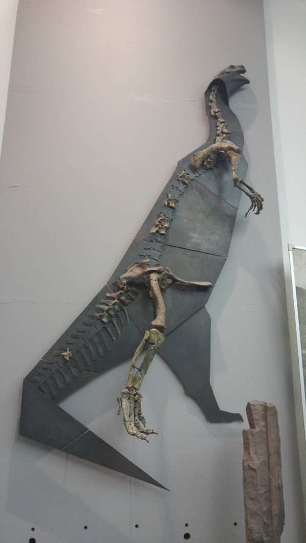 Skeleton of Plateosaurus engelhardti on the wall in the Dinosaurs Hall in the  Natural History Senckenberg in Frankfurt am Main