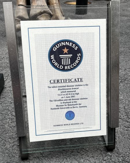 The Guiness World Records Certificate, confirm the Brachiosaurus brancai in the Natural History Museum in Berlin is the tallest mounted dinosaur skeleton in the World
