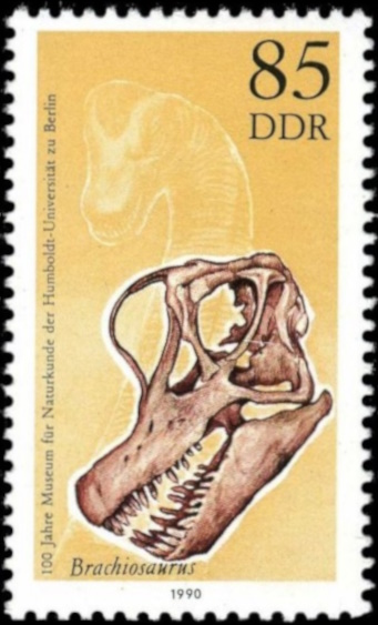 The skull and head reconstruction of  Brachiosaurus/Giraffatitan brancai on the stamp of German Democratic Republic from  1990