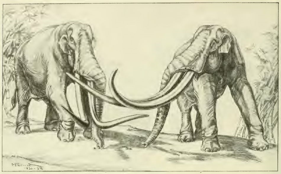 Stegodon Ganesa  illustration in monograph of Henry Fairfield OSBORN, published in 1942