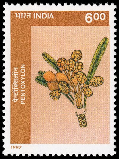 Reconstruction of Pentoxylon on stamp of India 1997
