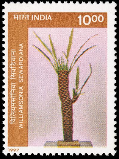 Reconstruction of Williamsonia sewardiana on stamp of India 1997