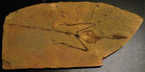 Fossil of Sharovipteryx mirabilis