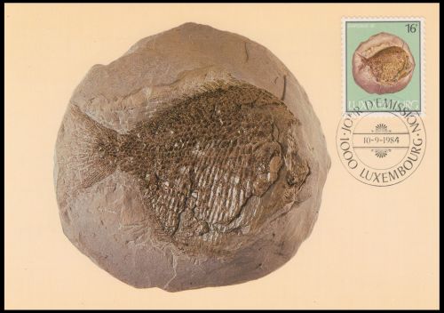 Fossil of Jurassic fish Dapedium on Maxi Card of Luxembourg 1984