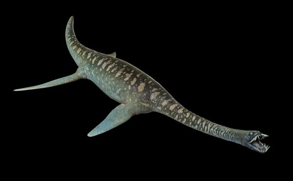 Plesiosaur reconstruction in collection of the Museum
