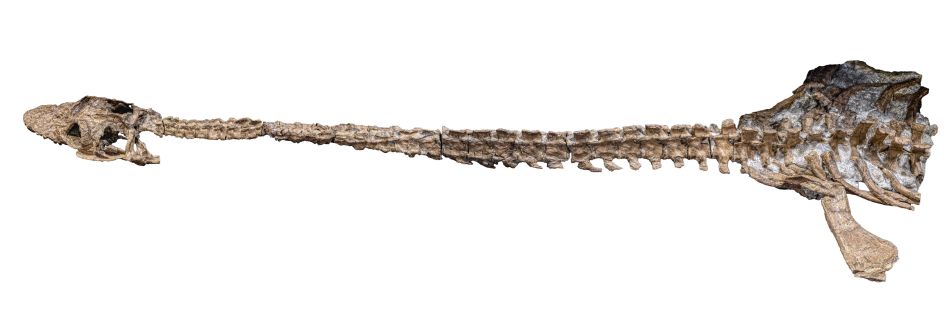 Plesiosaur skeleton in collection of the National Museum of Natural History