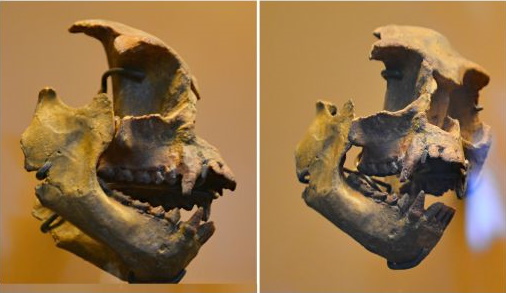 Fossil of prehistoric primate Epipliopithecus vindobonensis from collection of Natural History Museum in Vienna