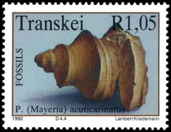 Pugilina (Mayerie) acutlcarlnatus fossil on stamp of Transkei 1992
