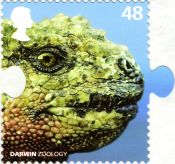 Marine Iguana on stamp of UK 2009