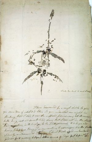 Drawing of complete Plesiosaurus skeleton recovered by the Annings in 1823