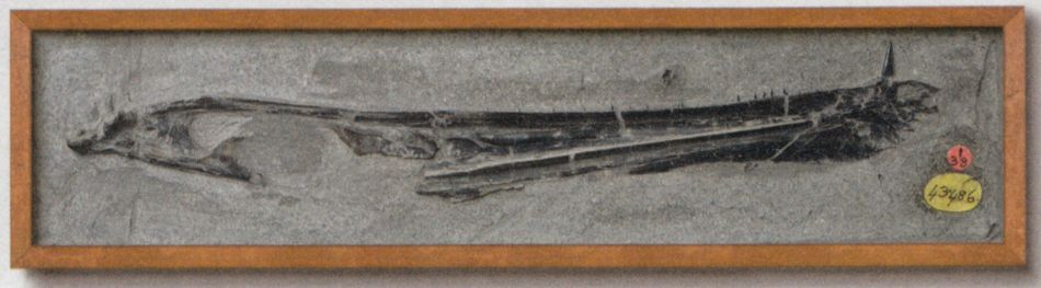 The jaw of a pterosaur Dimorphodon macronyx from collection of the Natural History Museum in London, the specimen number NHMUK 43486