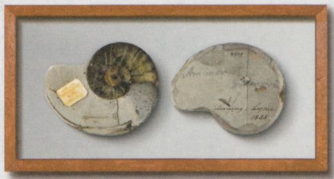Fossil of Jurassic fish Dapedium politum on stamp of UK 2024