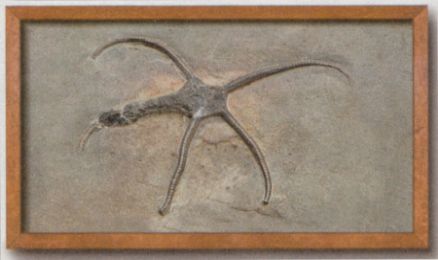 Fossil of Jurassic fish Dapedium politum on stamp of UK 2024