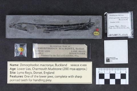 The jaw of a pterosaur Dimorphodon discovered by Mary Anning in Lyme Regis