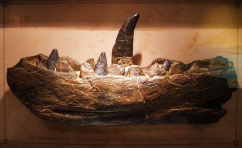 The Megalosaurus jaw