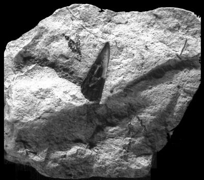 Fossilized tooth of prehistoric fish