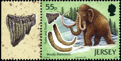 Woolly mammoth (Mammuthus primigenius) and its molar on stamp of Jersey 2010