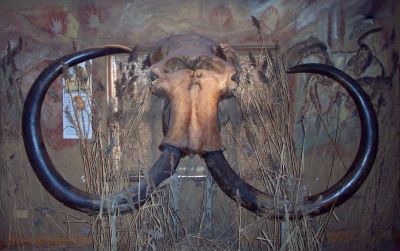 Mammoth skull on stamp of Jersey 2025