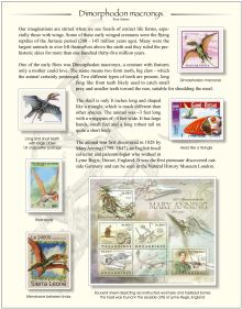 Dimorphodon, one page exhibity by Fran Adams