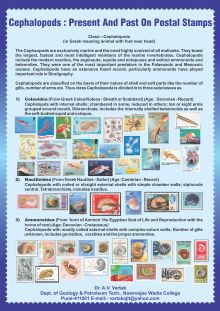 Cephalopods poster
