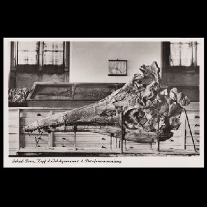 Ichthyosaur, pterosaur and other fossil of postcard of Germany 19xx Ichthyosaur, pterosaur and other fossil of postcard of Germany 19xx