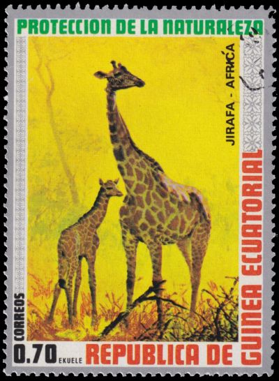 Giraffa camelopardalis  on postage stamp of Equatorial Guinea 1974