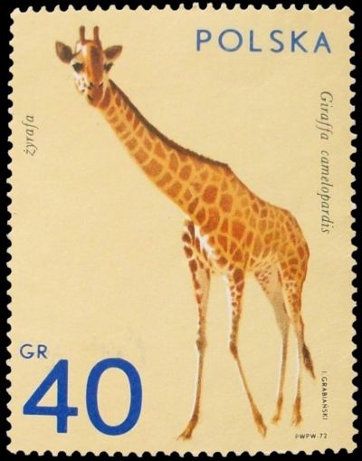 Giraffa camelopardalis  on postage stamp of Poland 1972
