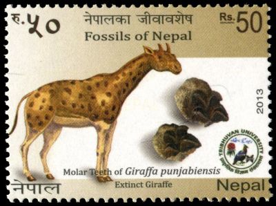 Giraffa punjabiensis on postage stamp of Nepal 2013