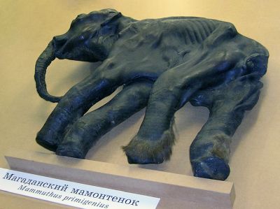 Wolly mammoth Dima