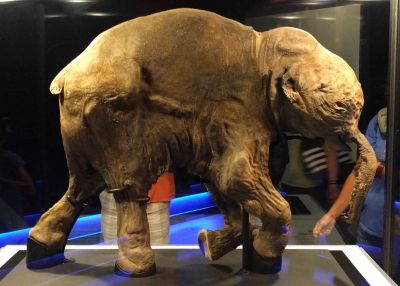 Wolly mammoth Lyuba