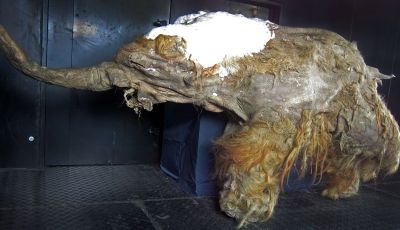 Wolly mammoth Yuka