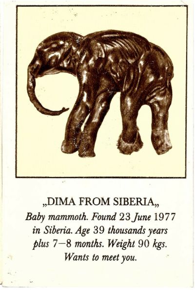 Wolly mammoth Dima