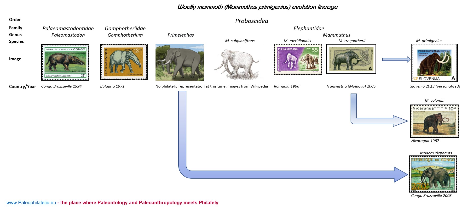 Wolly mammoth evolution lineage