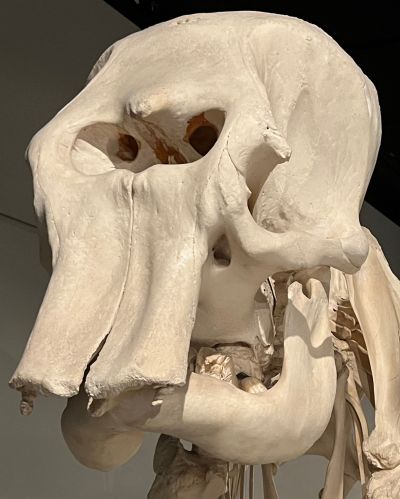 Elephant skull